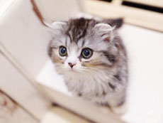 ����s�̔L�̂����b