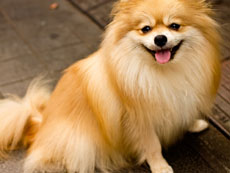 ���̎U����s